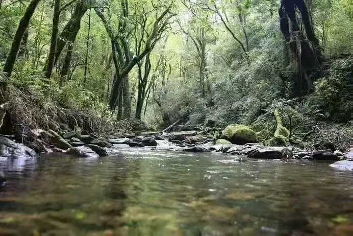 曼糯???像一位隱士,獨自守護著古老的風味密碼-03茶 1 - 景色 雲南普洱茶-阿布古茶坊 雲南西雙版納的勐海縣雲南普洱茶生茶熟茶功效作用puer https://abu-tea.com/wp-content/uploads/2025/08/cropped-logo1.webp 曼糯古樹茶