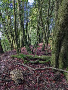 大雪山稍來步道是台中和平區小百岳賞楓熱點,以紅榨槭轉紅形成落葉紅毯聞名,推薦台中一日遊,適合輕鬆健行。 3 - PXL 20260102 055011902 雲南普洱茶-阿布古茶坊 雲南西雙版納的勐海縣雲南普洱茶生茶熟茶功效作用puer https://abu-tea.com/wp-content/uploads/2025/08/cropped-logo1.webp 步道楓葉自11月底至12月轉色,高峰期達8成紅橙黃,35K至49K林道及稍來山區最顯著,受冷氣團影響日夜溫差大。目前1月上旬楓紅持續,搭配晚霞景色如畫,野生動物如山羌、藍腹鷴偶遇機會高。
