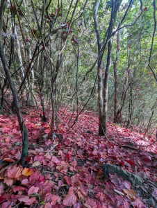 大雪山稍來步道是台中和平區小百岳賞楓熱點,以紅榨槭轉紅形成落葉紅毯聞名,推薦台中一日遊,適合輕鬆健行。 5 - PXL 20260102 060149808 雲南普洱茶-阿布古茶坊 雲南西雙版納的勐海縣雲南普洱茶生茶熟茶功效作用puer https://abu-tea.com/wp-content/uploads/2025/08/cropped-logo1.webp 秋詩篇篇,詩意正濃