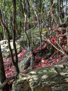 大雪山稍來步道是台中和平區小百岳賞楓熱點,以紅榨槭轉紅形成落葉紅毯聞名,推薦台中一日遊,適合輕鬆健行。 7 - PXL 20260102 060223414 雲南普洱茶-阿布古茶坊 雲南西雙版納的勐海縣雲南普洱茶生茶熟茶功效作用puer https://abu-tea.com/wp-content/uploads/2025/08/cropped-logo1.webp 就是美!