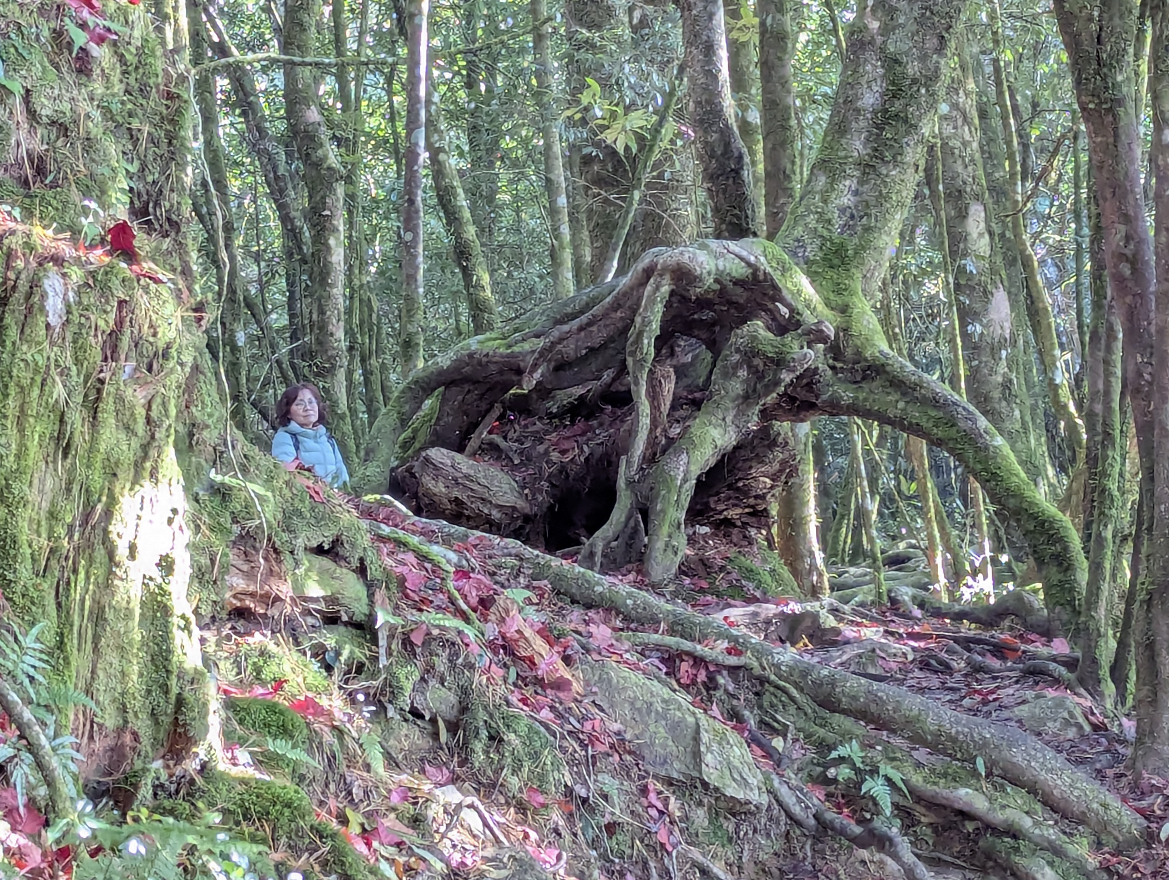 大雪山稍來步道是台中和平區小百岳賞楓熱點,以紅榨槭轉紅形成落葉紅毯聞名,推薦台中一日遊,適合輕鬆健行。 1 - PXL 20260102 064722507 雲南普洱茶-阿布古茶坊 雲南西雙版納的勐海縣雲南普洱茶生茶熟茶功效作用puer https://abu-tea.com/wp-content/uploads/2025/08/cropped-logo1.webp 推薦一日游-大雪山稍來步道是台中和平區小百岳賞楓熱點,以紅榨槭轉紅形成落葉紅毯聞名,適合輕鬆健行。楓紅介紹